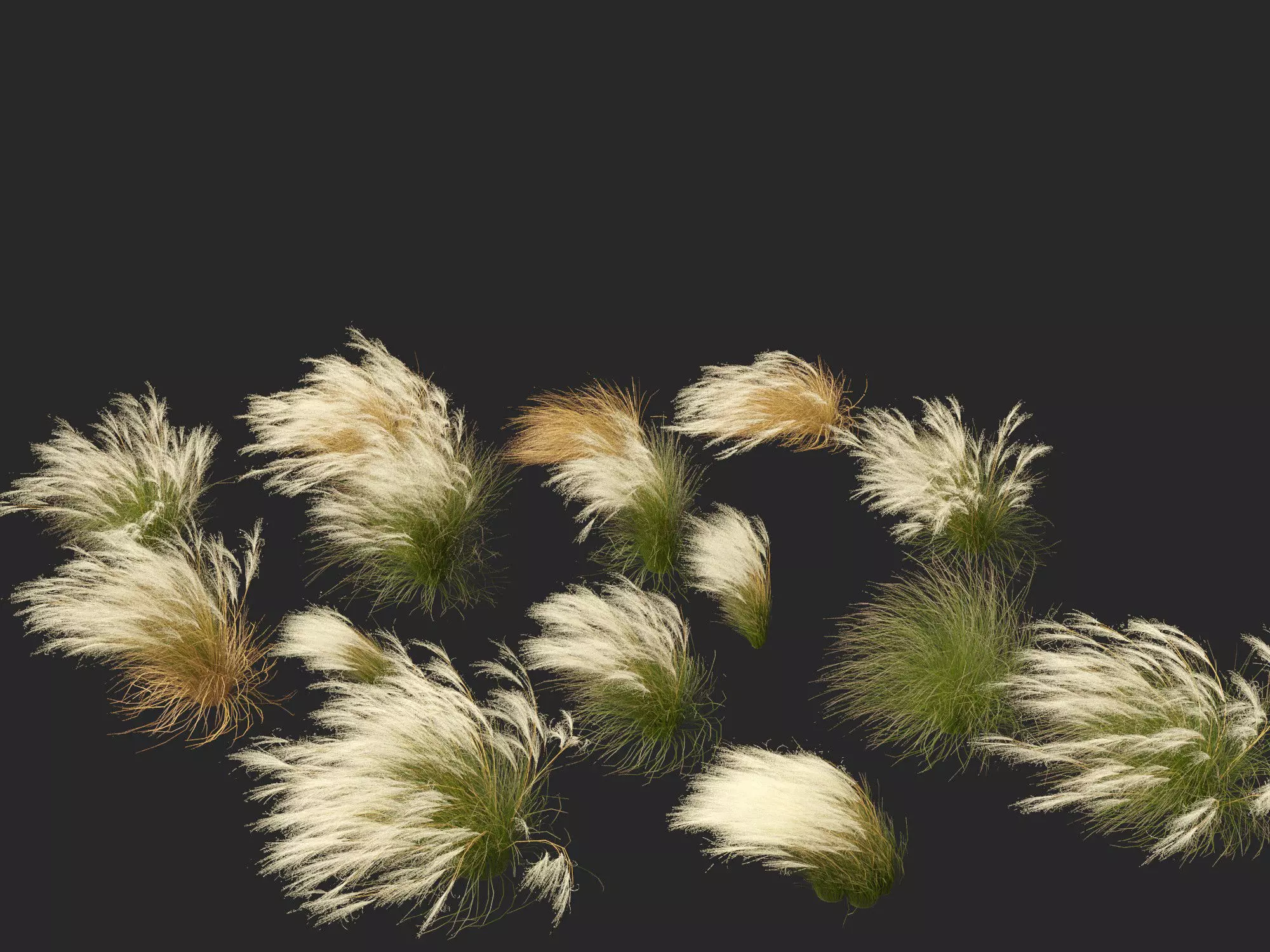 Nassella tenuissima - Mexican feather grass 01 3D model_0