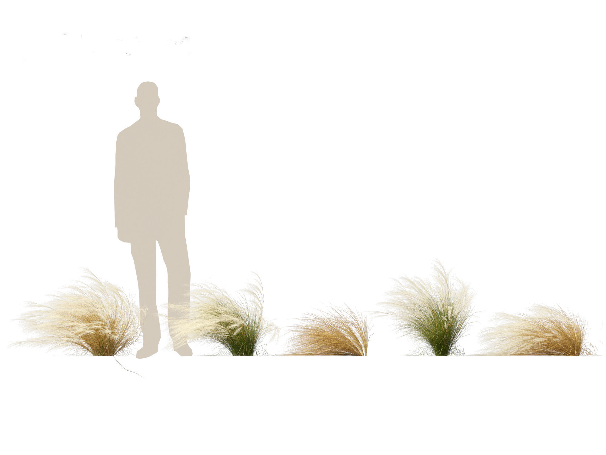 Nassella tenuissima - Mexican feather grass 01 3D model_7