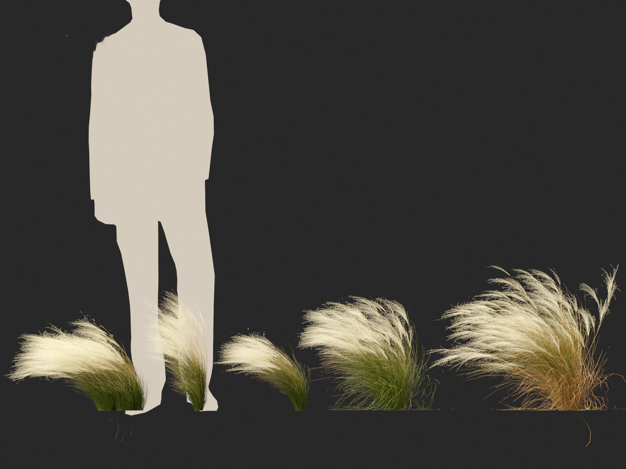 Nassella tenuissima - Mexican feather grass 01 3D model_4