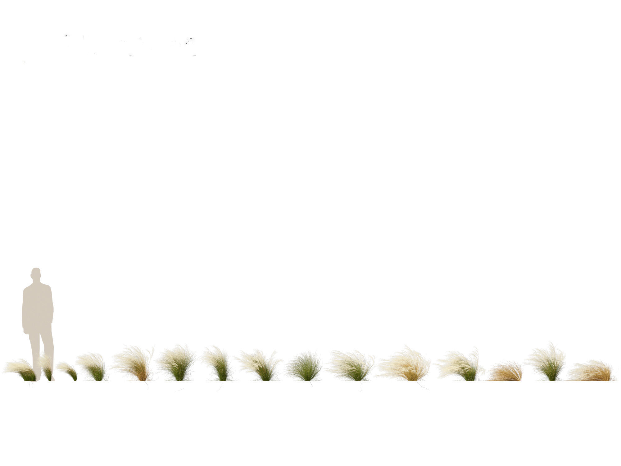 Nassella tenuissima - Mexican feather grass 01 3D model_1