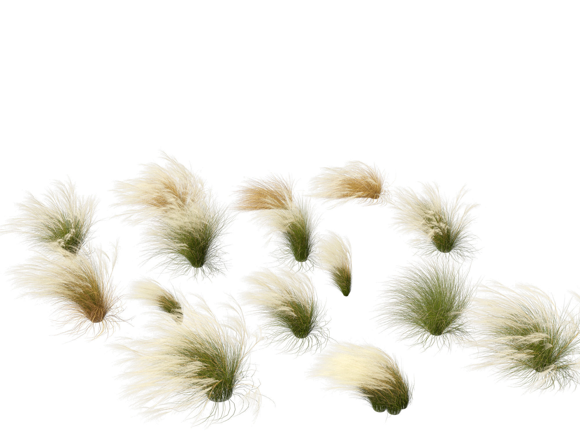 Nassella tenuissima - Mexican feather grass 01 3D model_9