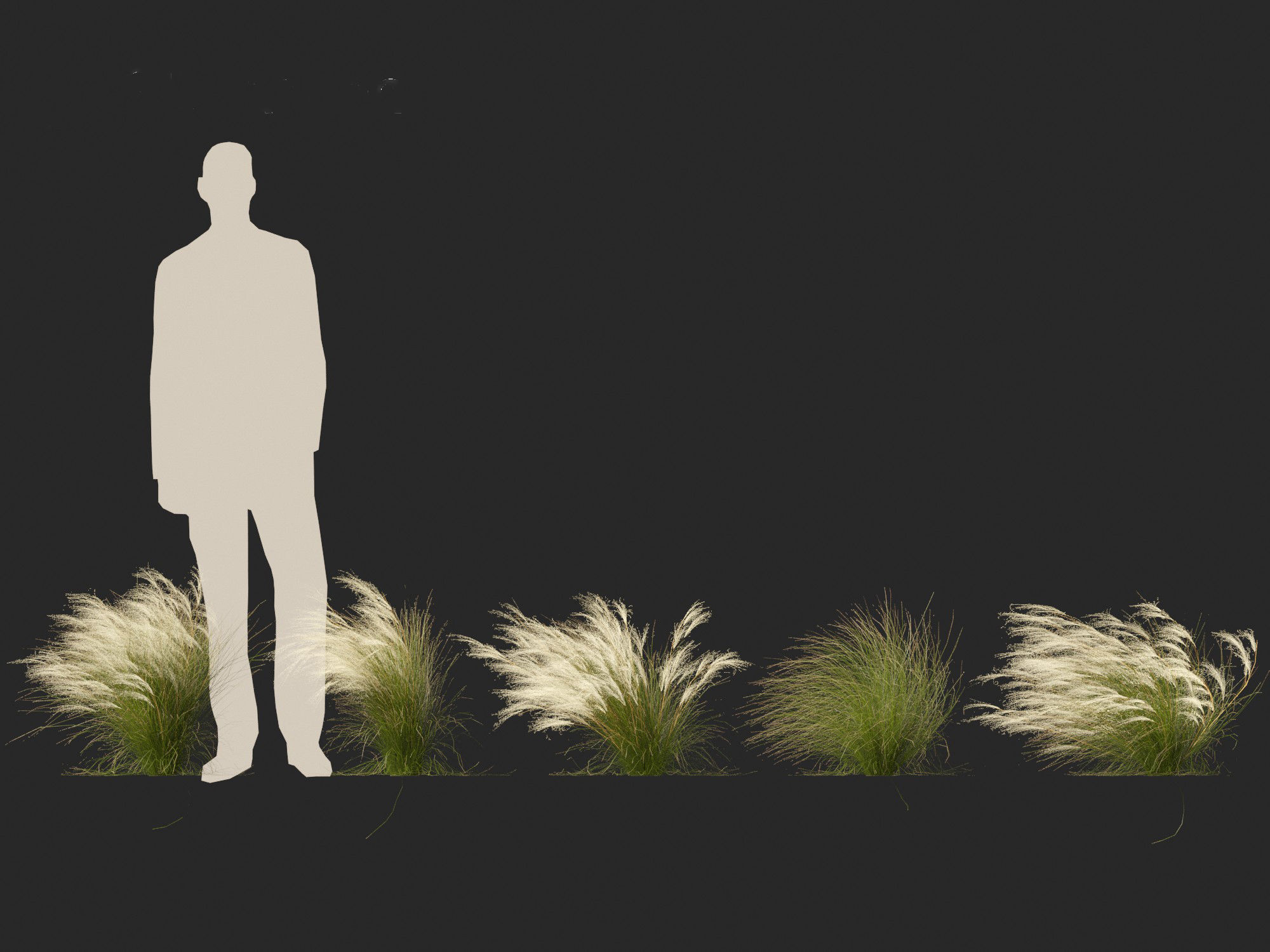 Nassella tenuissima - Mexican feather grass 01 3D model_6