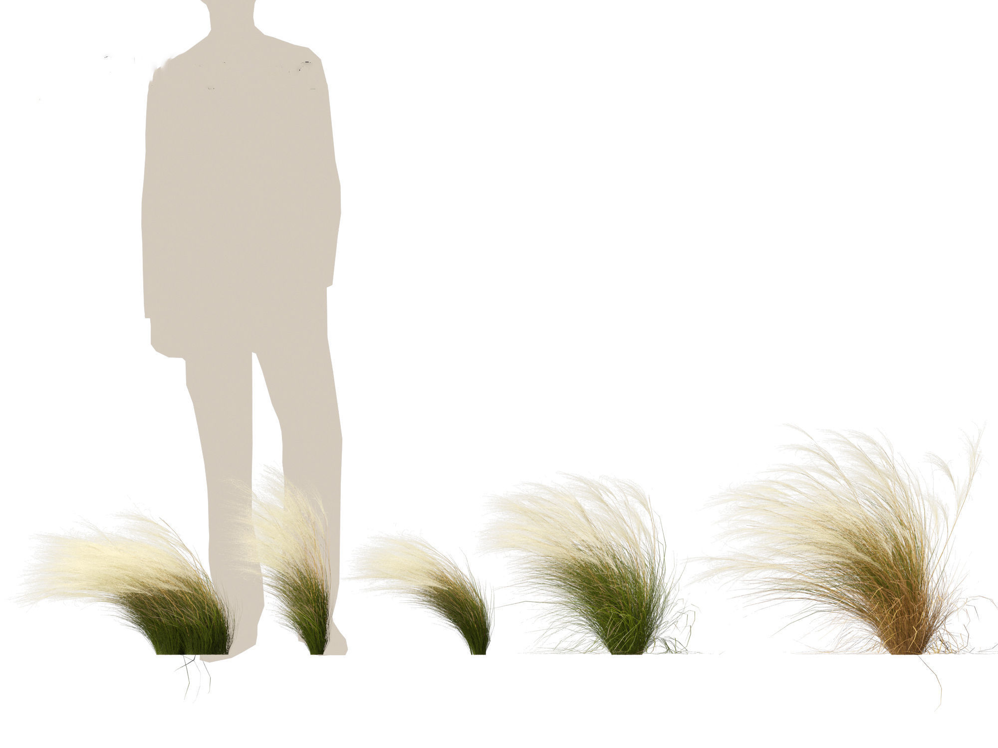 Nassella tenuissima - Mexican feather grass 01 3D model_3