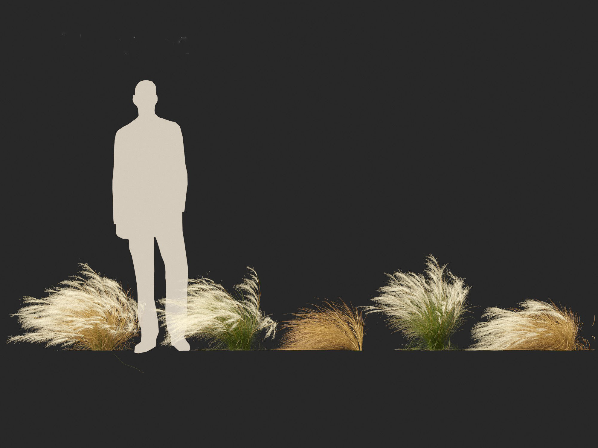 Nassella tenuissima - Mexican feather grass 01 3D model_8