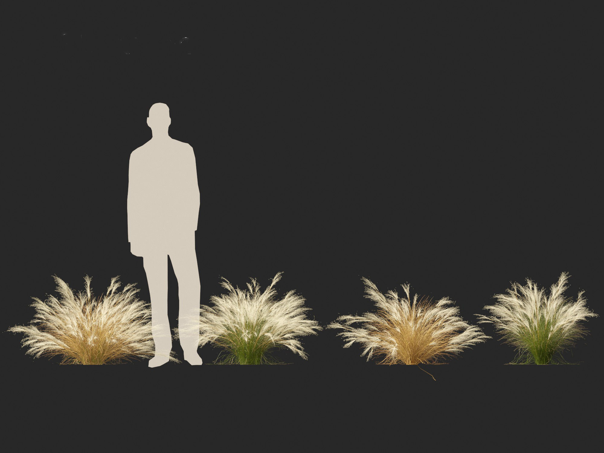 Nassella tenuissima - Mexican feather grass 02 3D model_8