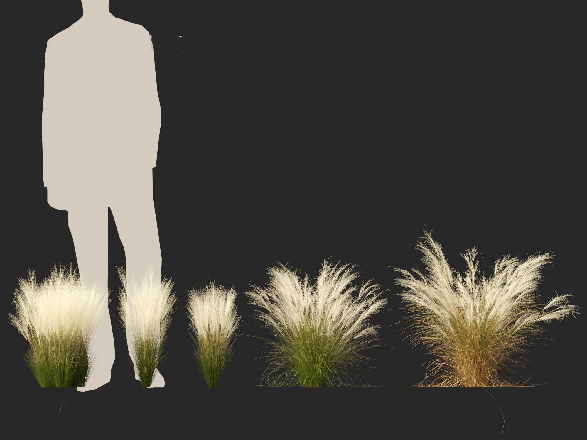 Nassella tenuissima - Mexican feather grass 02 3D model_4