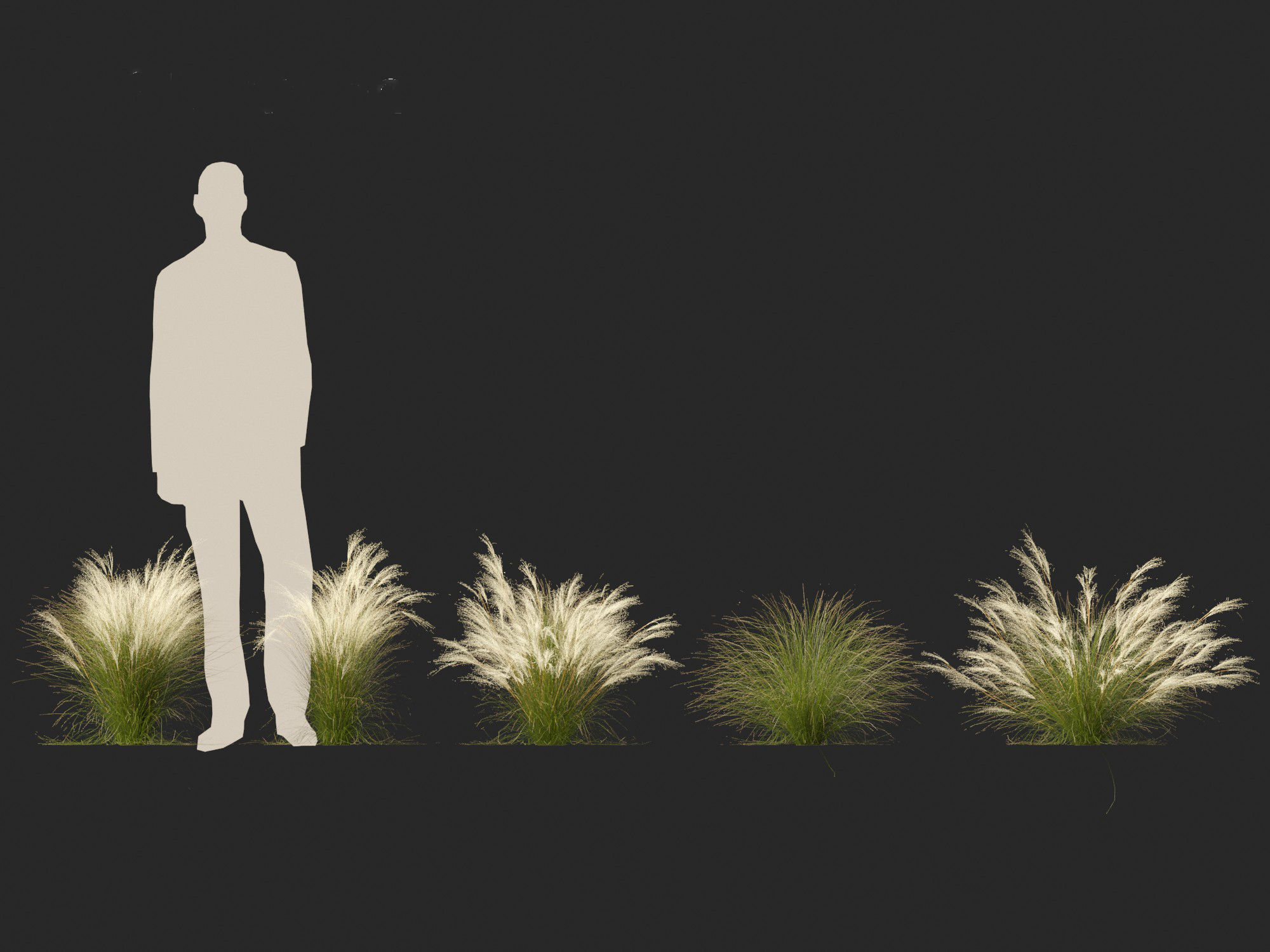 Nassella tenuissima - Mexican feather grass 02 3D model_6