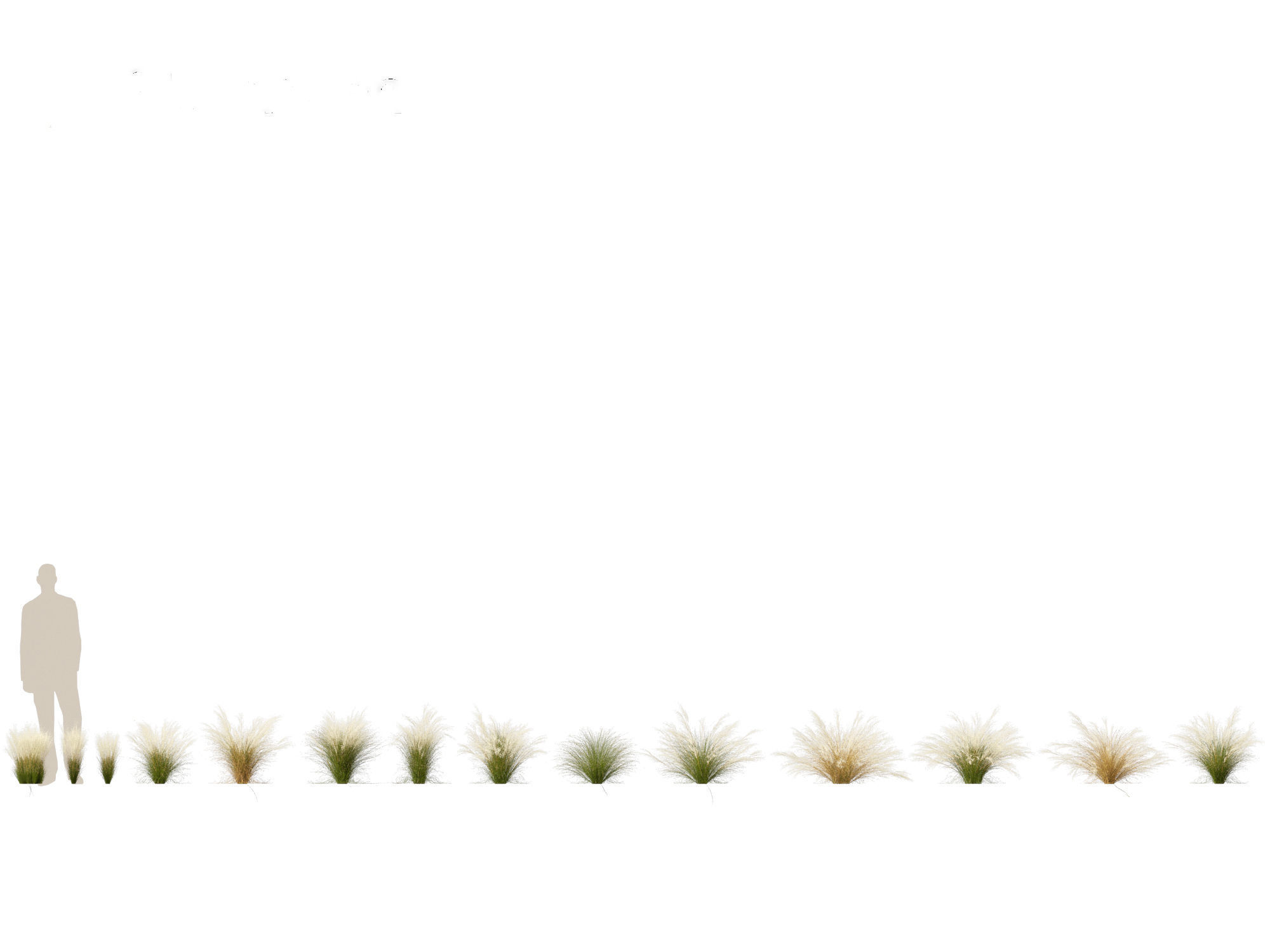 Nassella tenuissima - Mexican feather grass 02 3D model_1