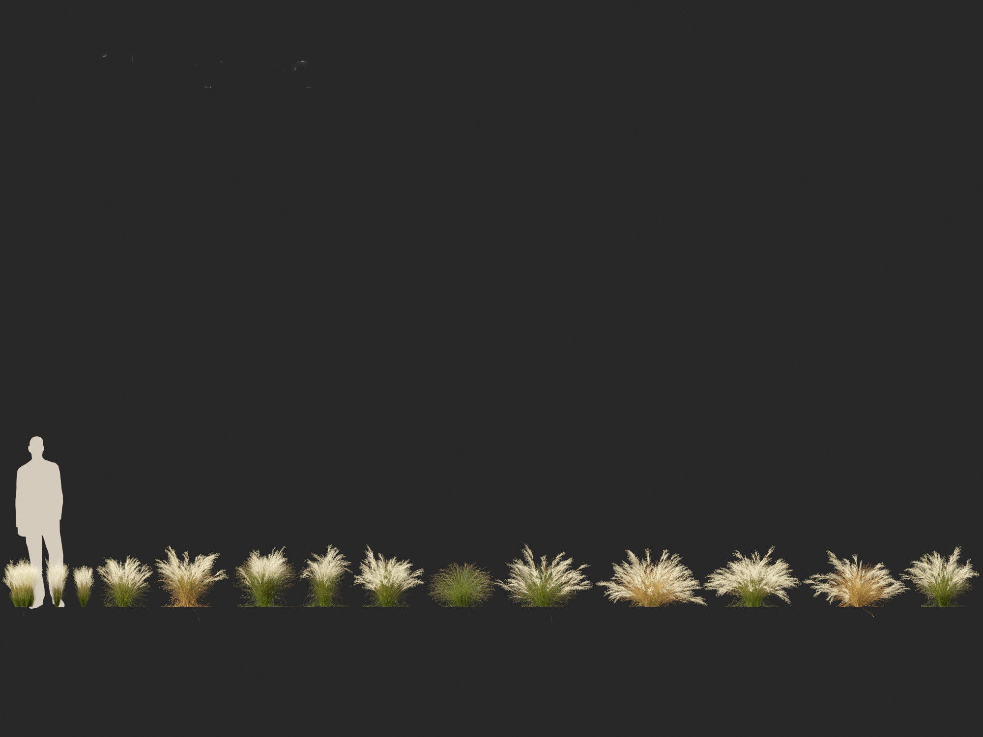 Nassella tenuissima - Mexican feather grass 02 3D model_2