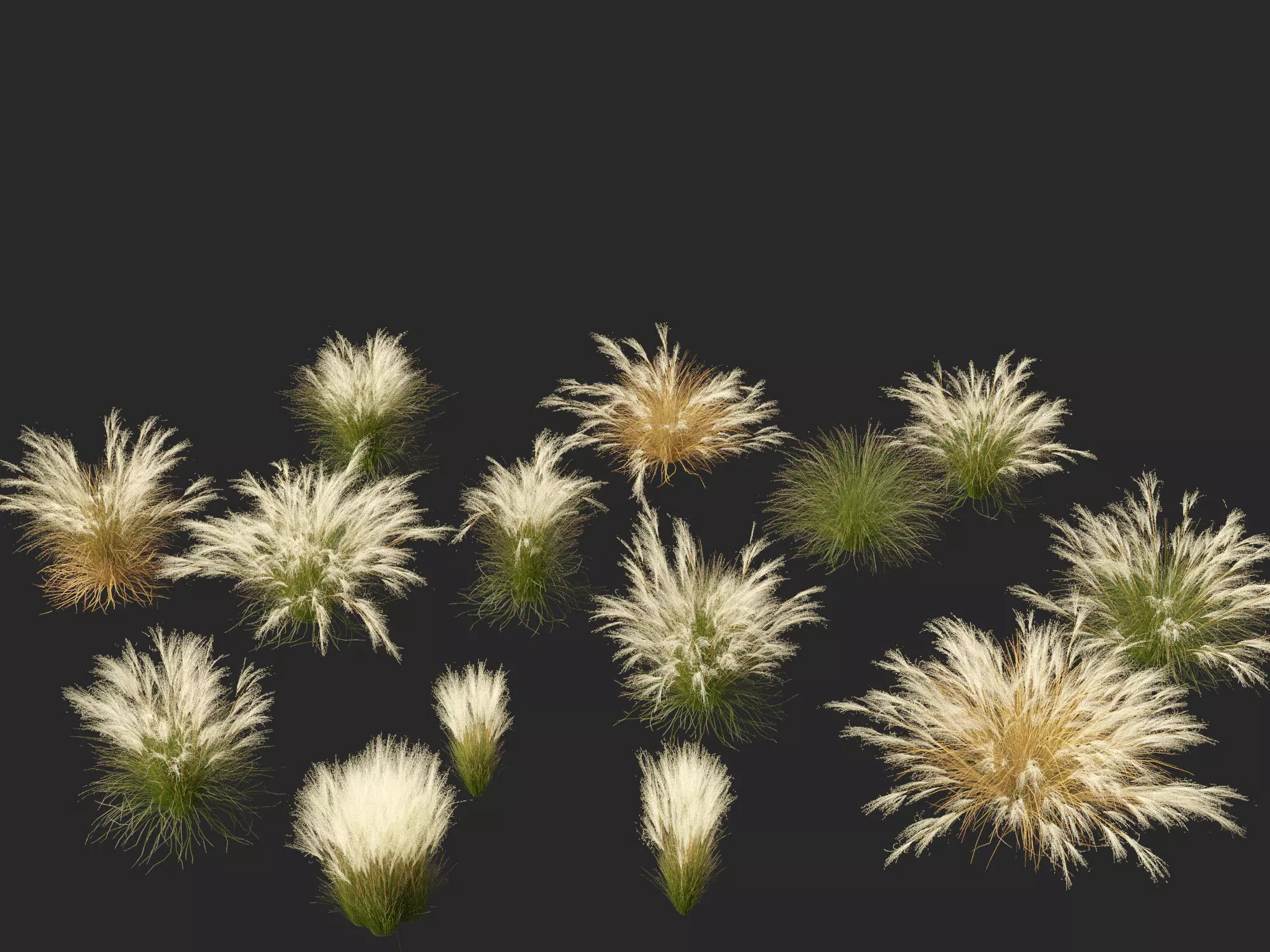Nassella tenuissima - Mexican feather grass 02 3D model_0