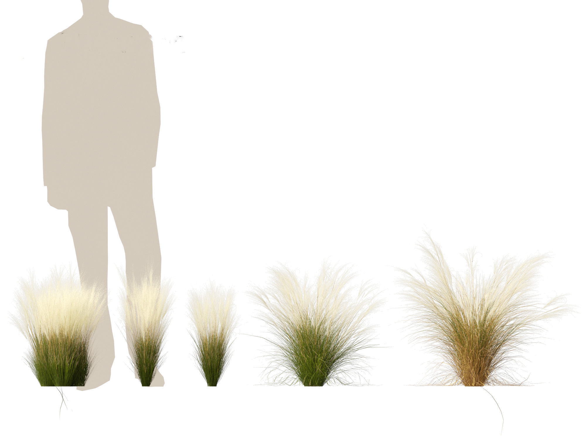 Nassella tenuissima - Mexican feather grass 02 3D model_3
