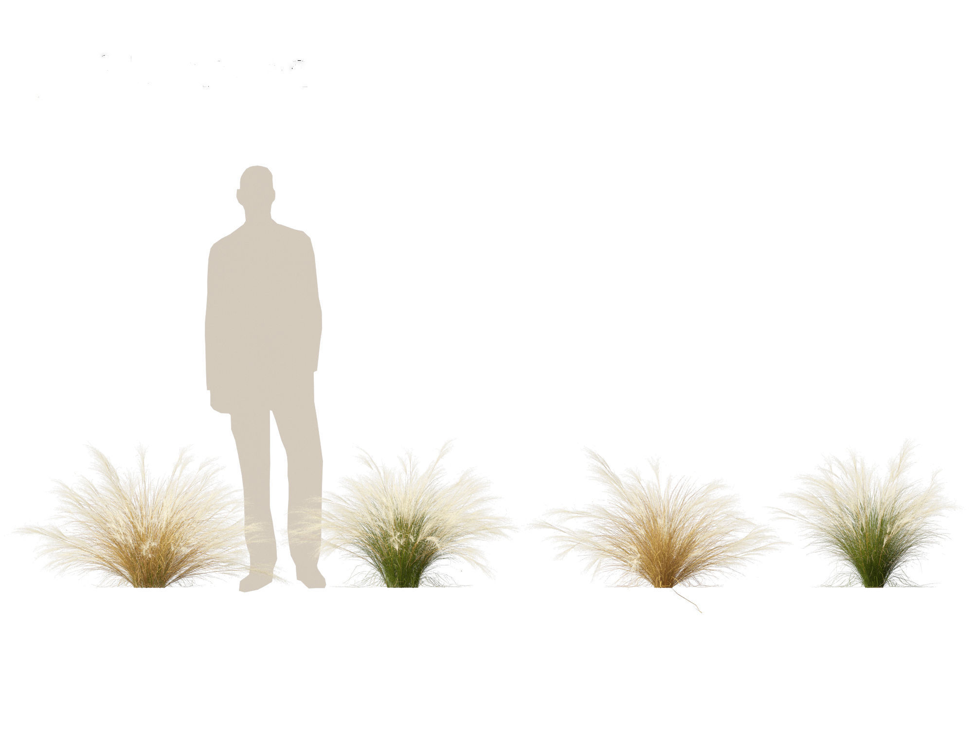 Nassella tenuissima - Mexican feather grass 02 3D model_7