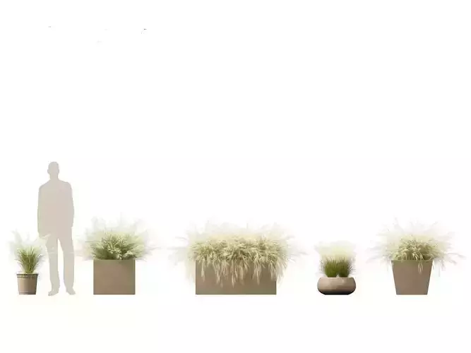 Nassella tenuissima - Mexican feather grass 03