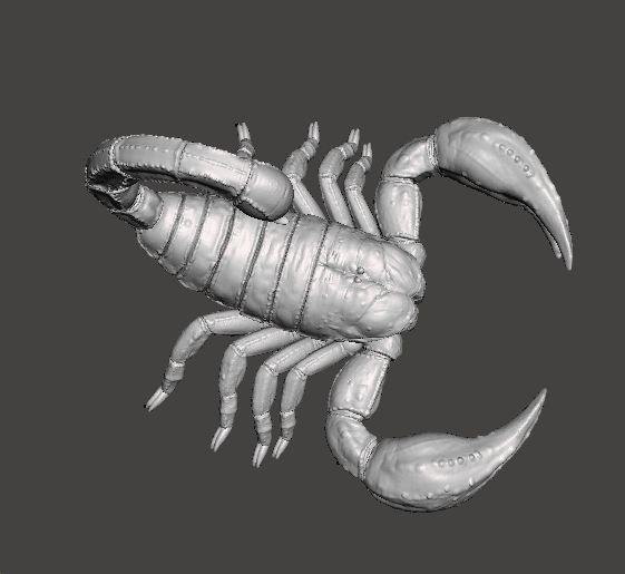SCORPION REALISTIC FIGURE MODEL ANIMAL CREATURE WILDLIFE DND RPG 3D print model_5