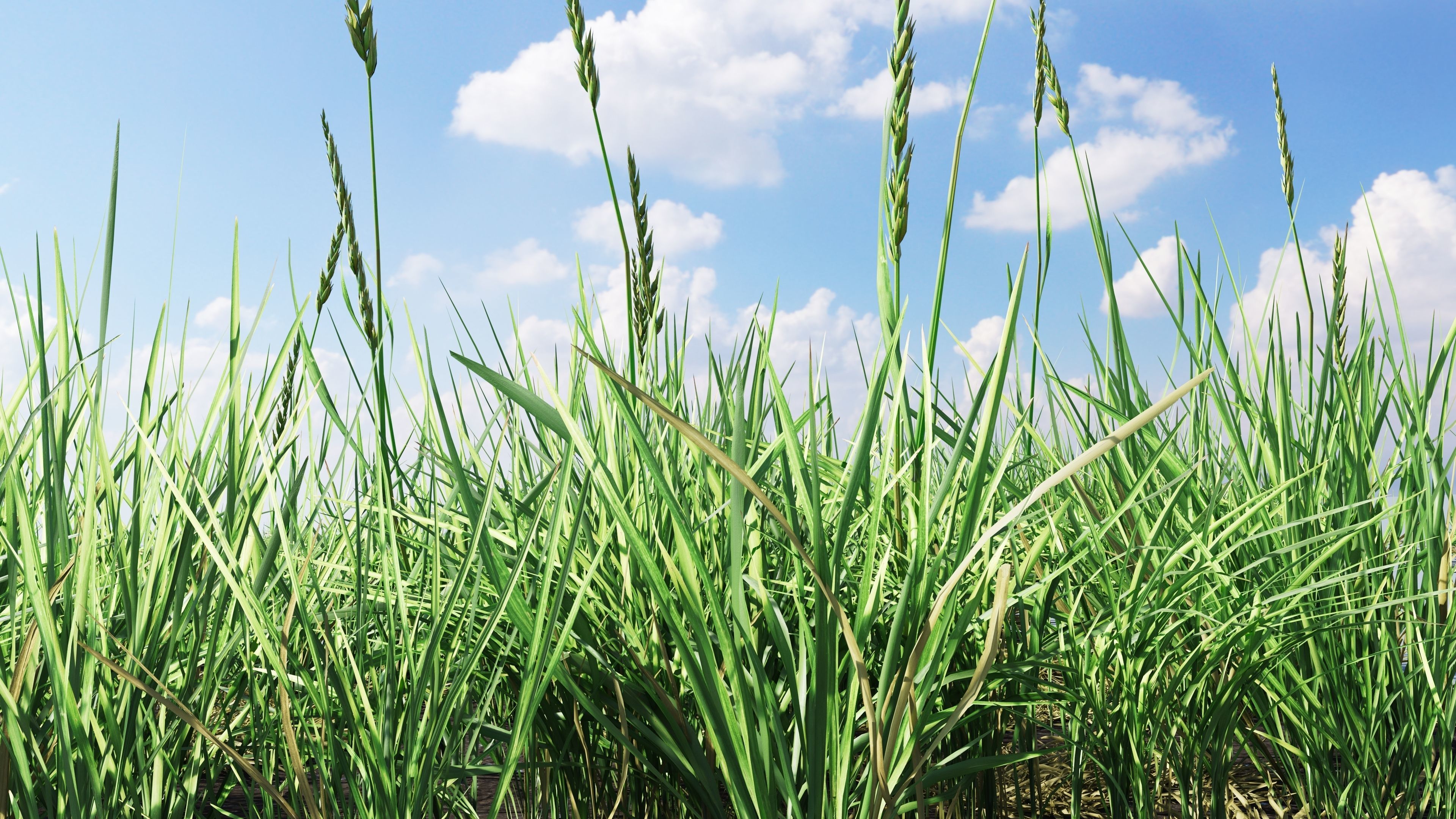 Realistic Grass Pack - CGrass v2 3D model_45