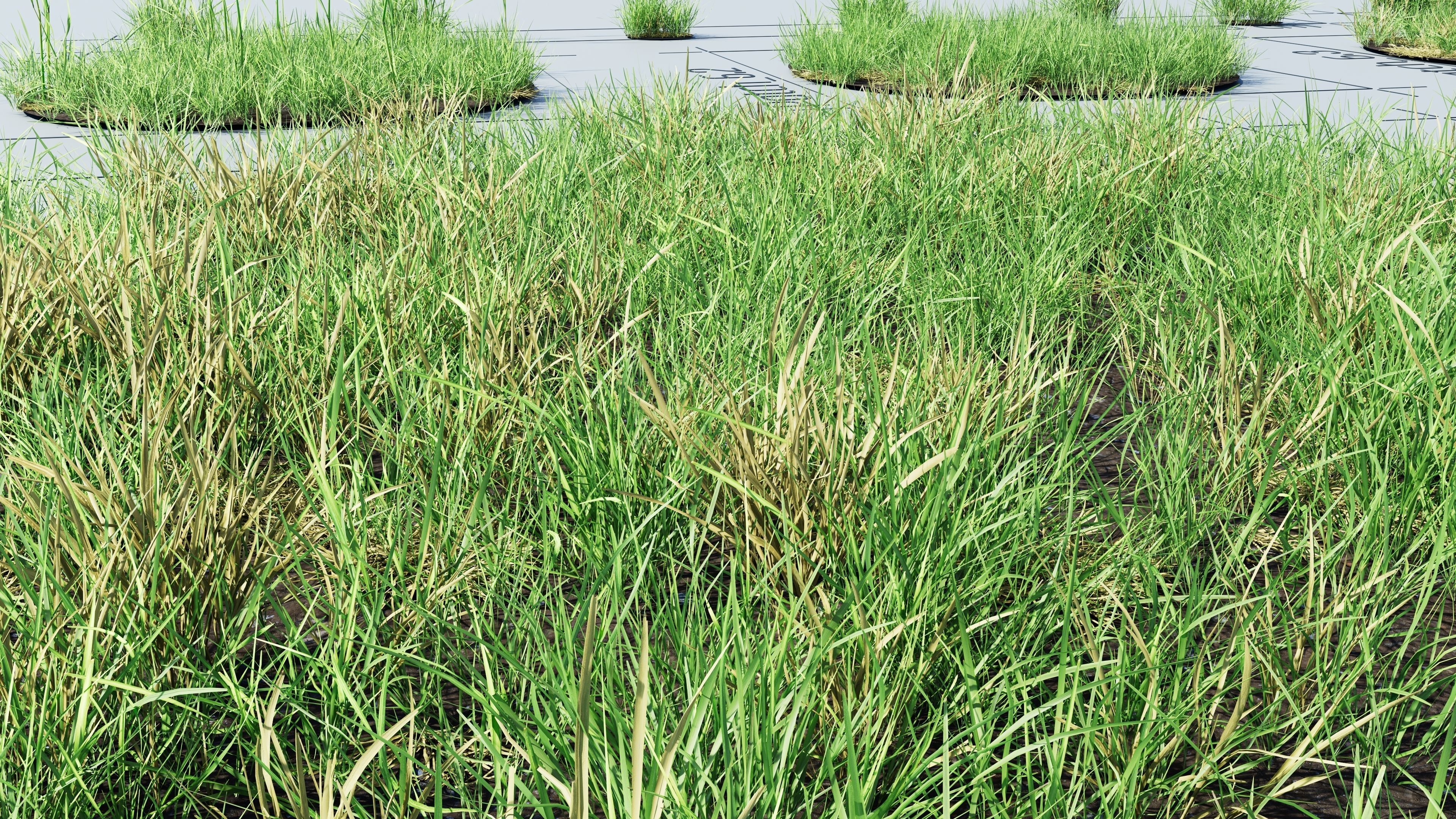 Realistic Grass Pack - CGrass v2 3D model_47