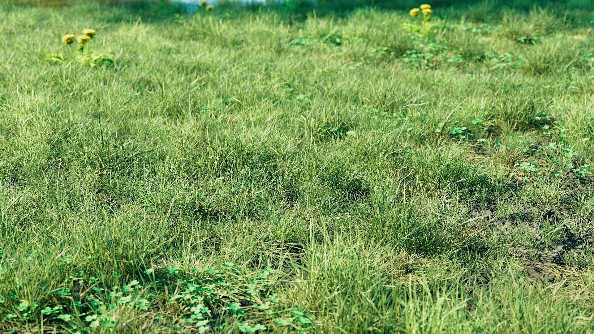 Realistic Grass Pack - CGrass v2 3D model_5