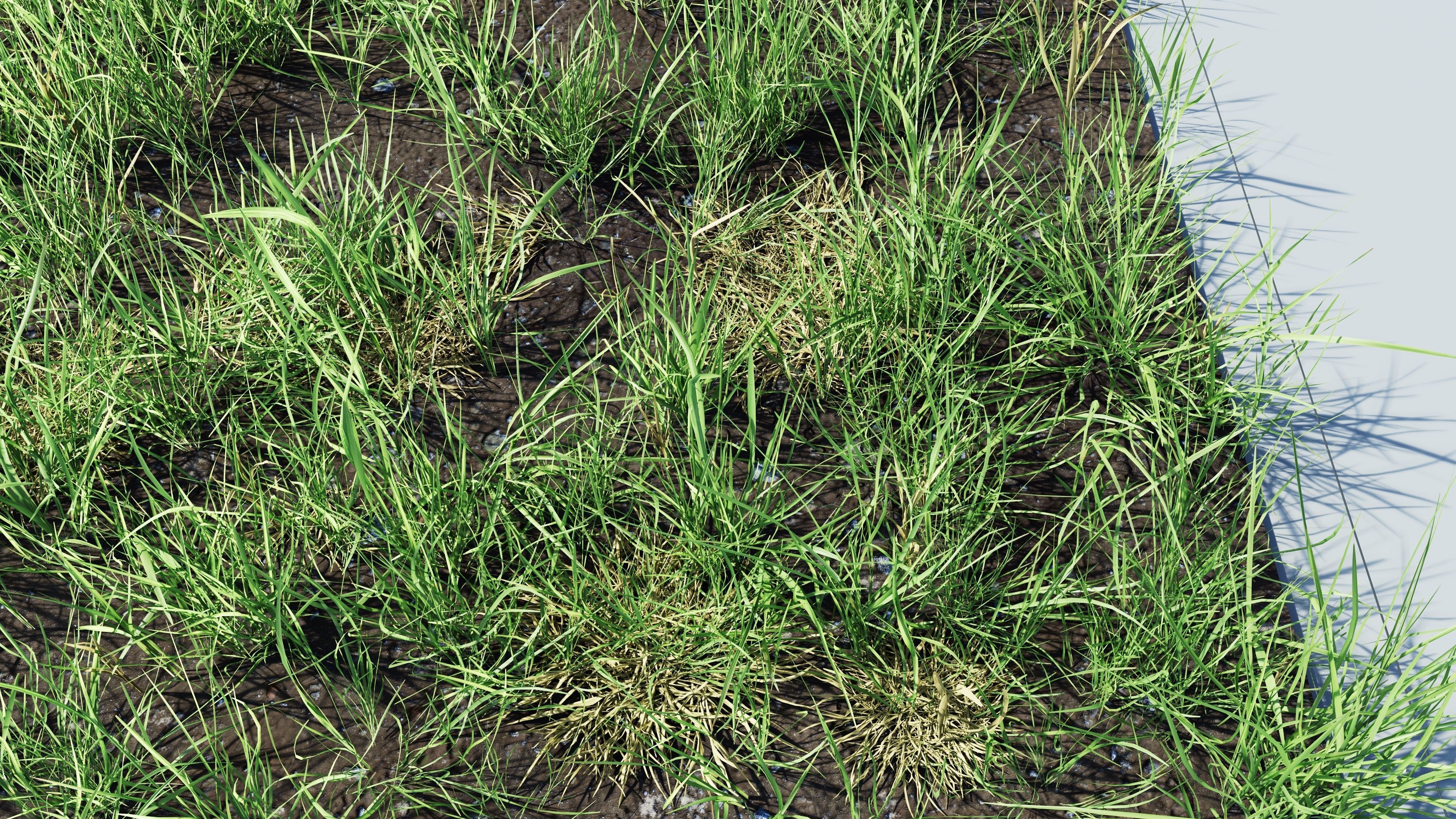 Realistic Grass Pack - CGrass v2 3D model_48