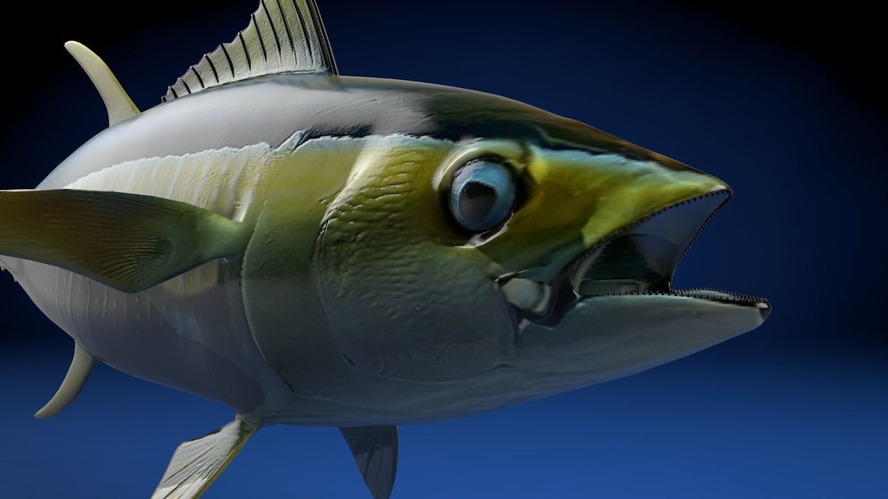 Yellowfin Tuna Fish Low-poly 3D model_9