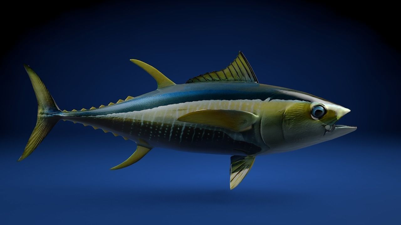 Yellowfin Tuna Fish Low-poly 3D model_7