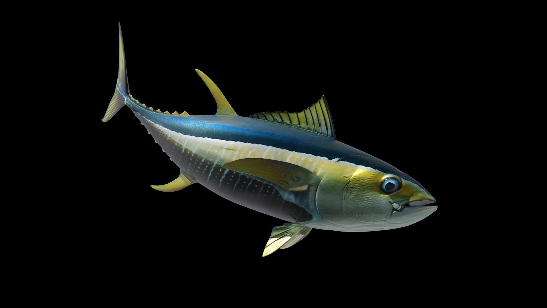 Yellowfin Tuna Fish Low-poly 3D model_3