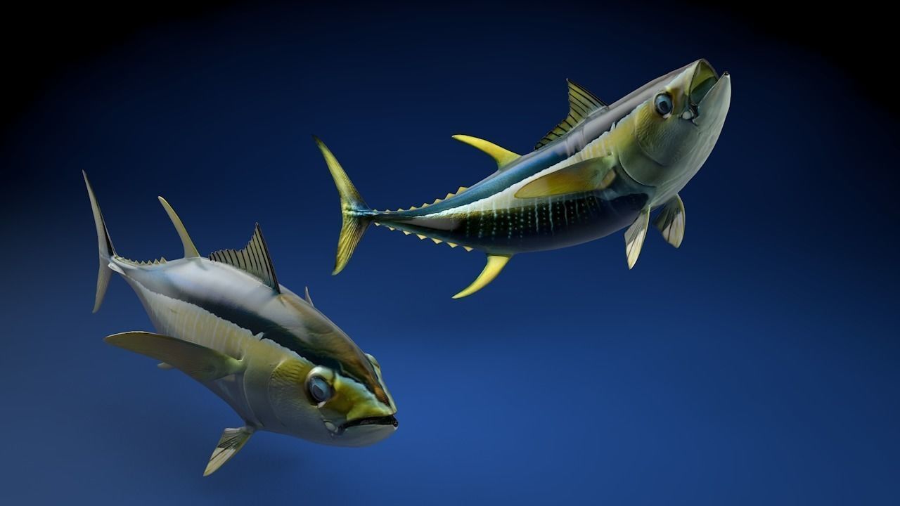 Yellowfin Tuna Fish Low-poly 3D model_0