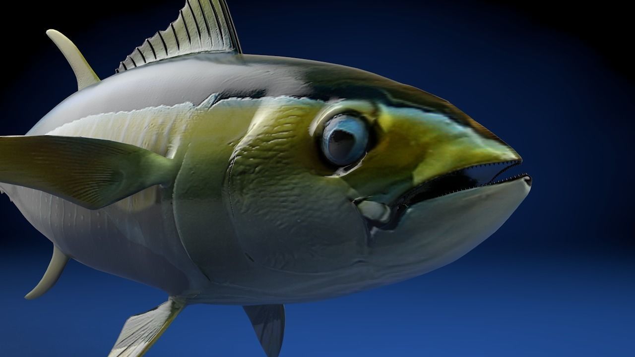 Yellowfin Tuna Fish Low-poly 3D model_14