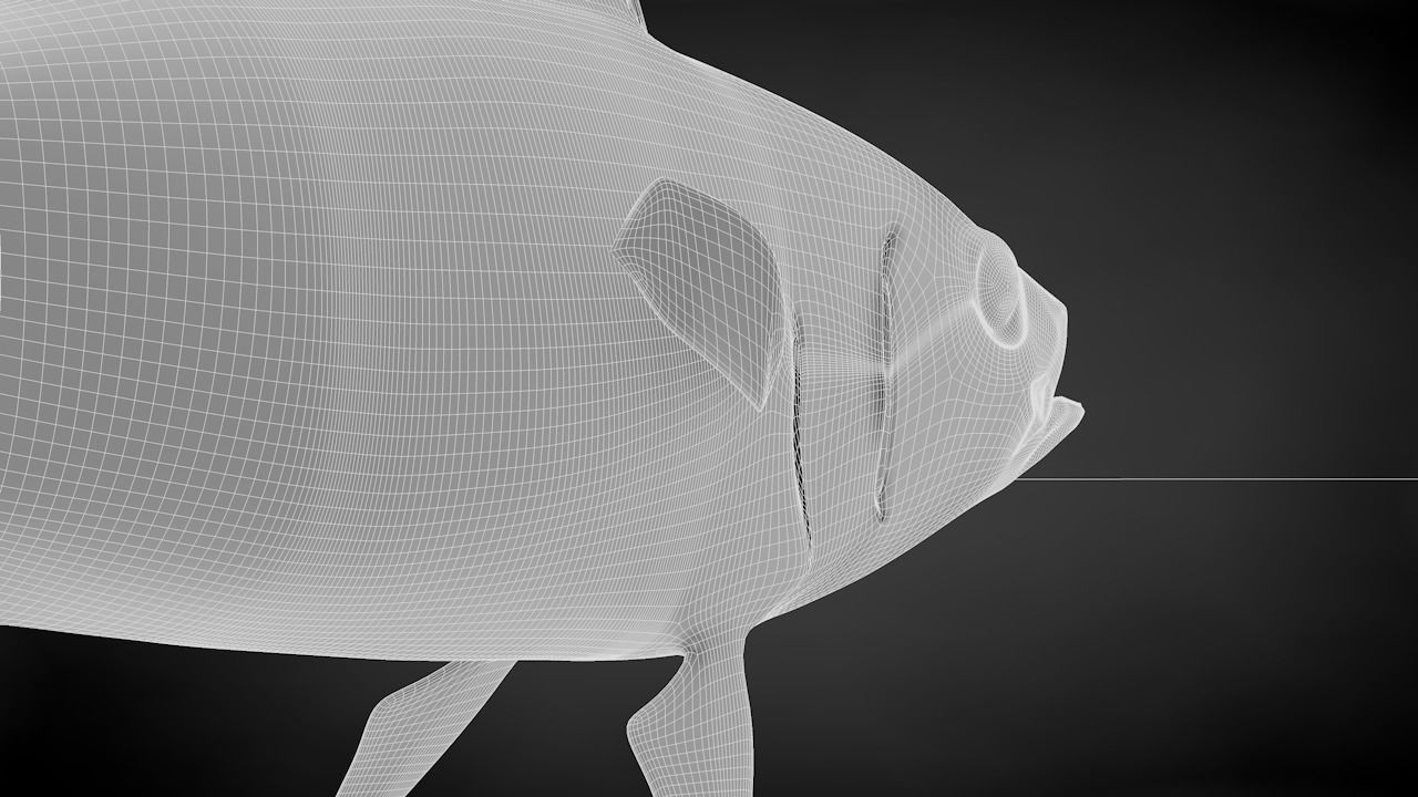 Yellowfin Tuna Fish Low-poly 3D model_39