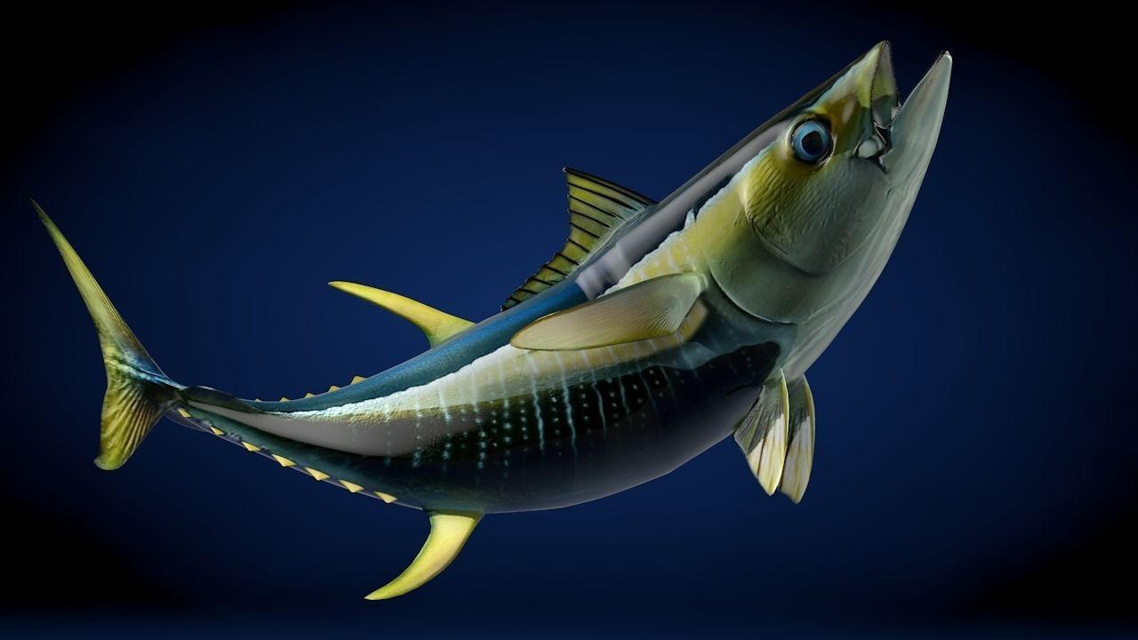 Yellowfin Tuna Fish Low-poly 3D model_13