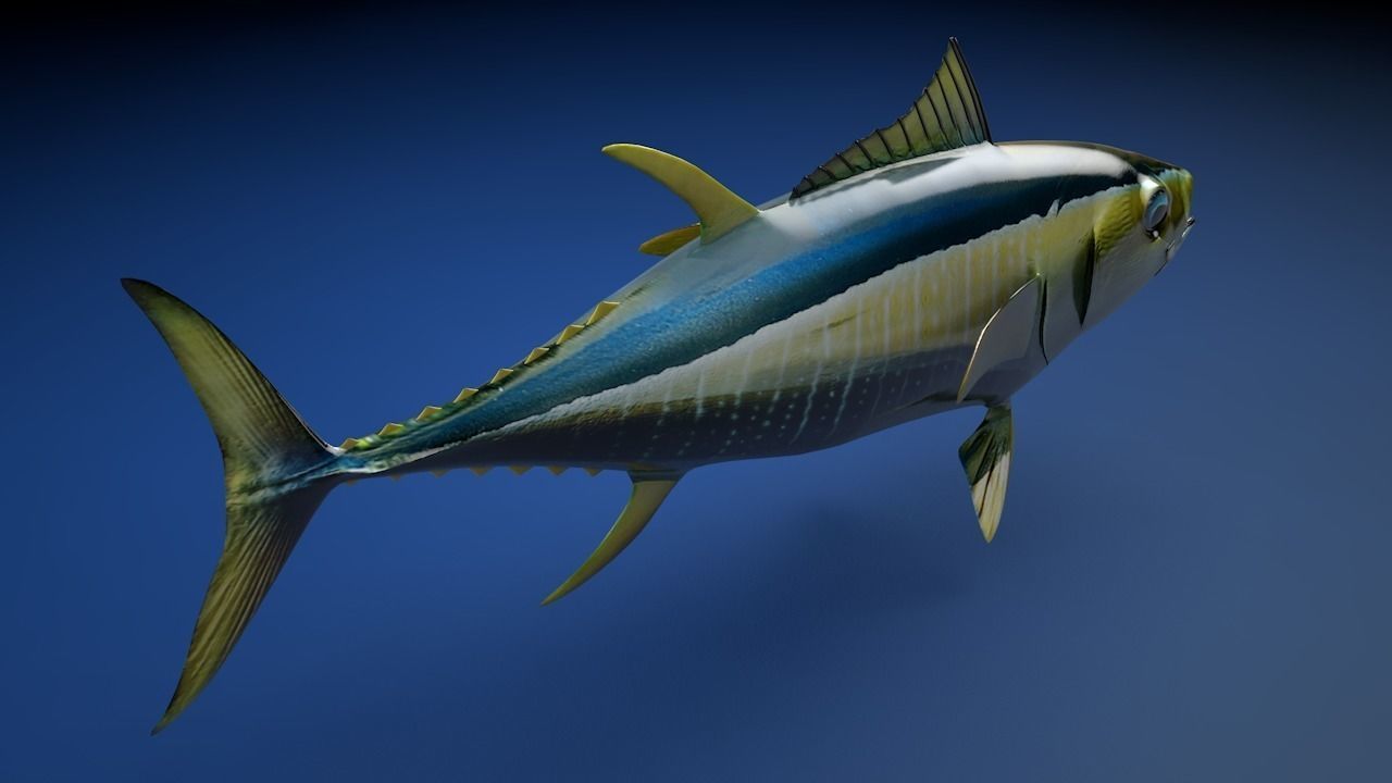 Yellowfin Tuna Fish Low-poly 3D model_8