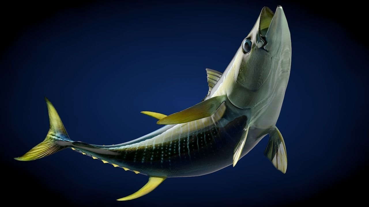 Yellowfin Tuna Fish Low-poly 3D model_12