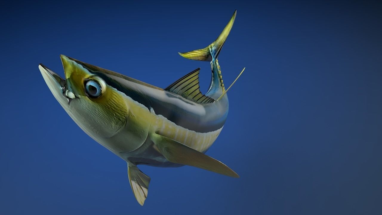 Yellowfin Tuna Fish Low-poly 3D model_10