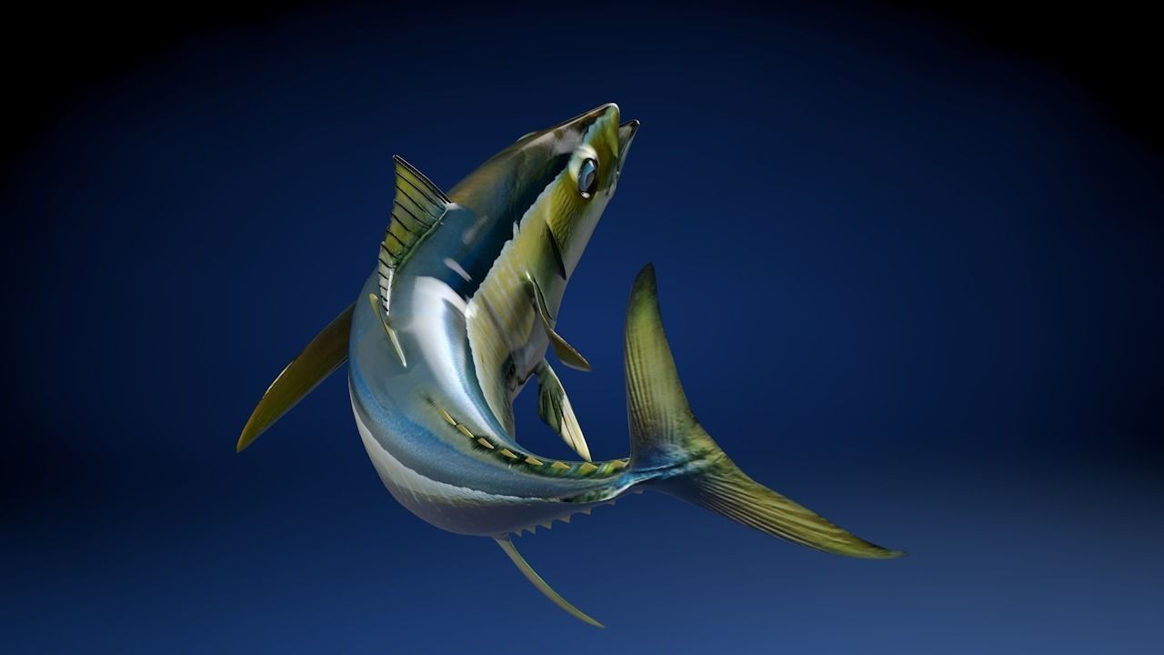 Yellowfin Tuna Fish Low-poly 3D model_11