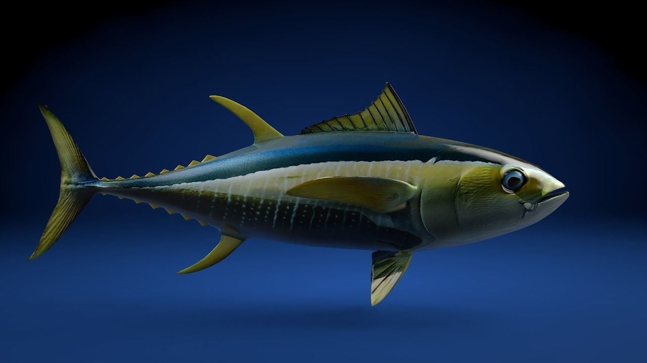 Yellowfin Tuna Fish Low-poly 3D model_6