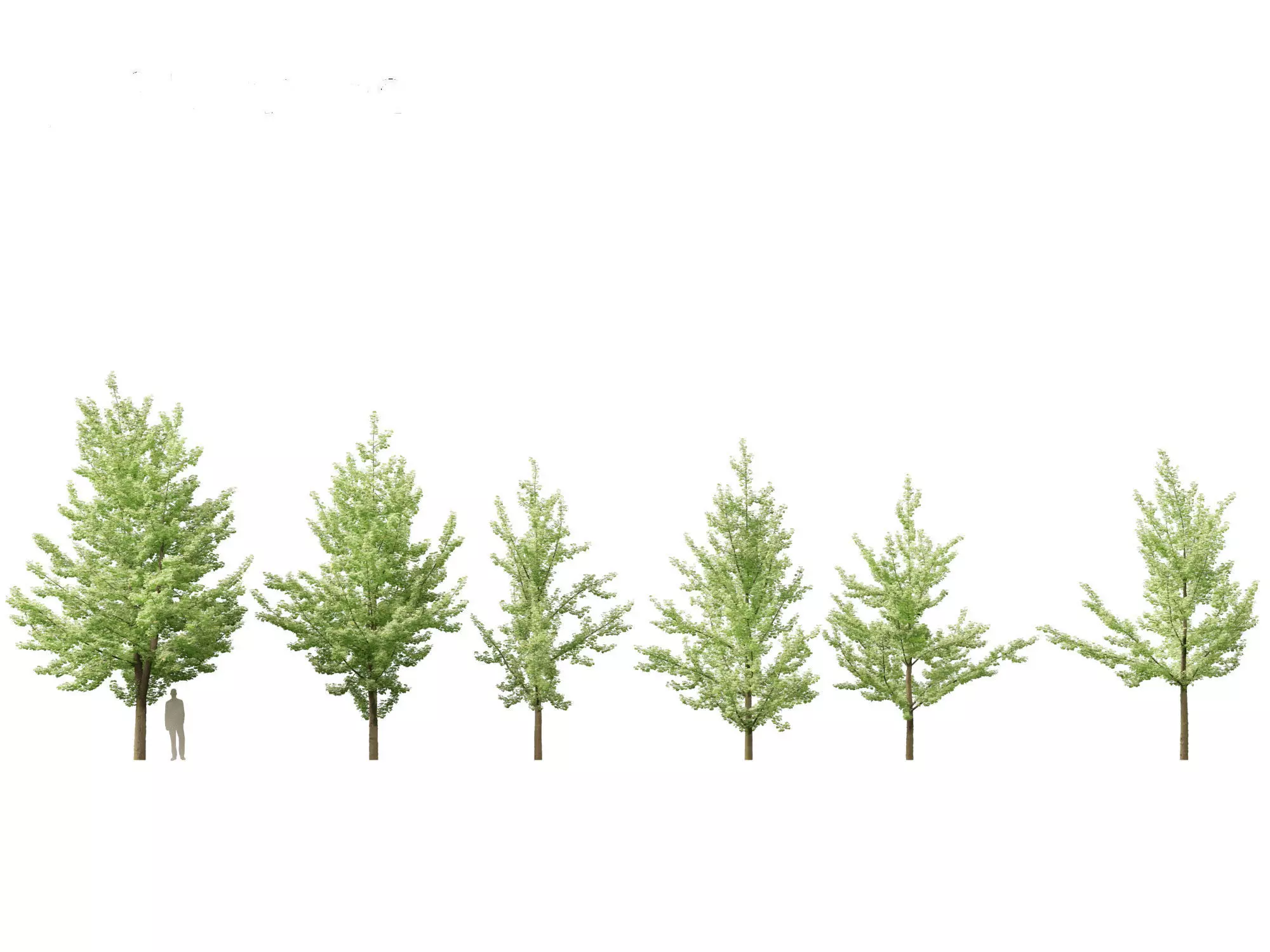 Ginkgo Biloba - Maidenhair Tree 01 3D model