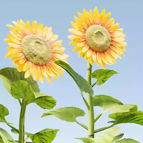 Sunflowers vol 151-Blender