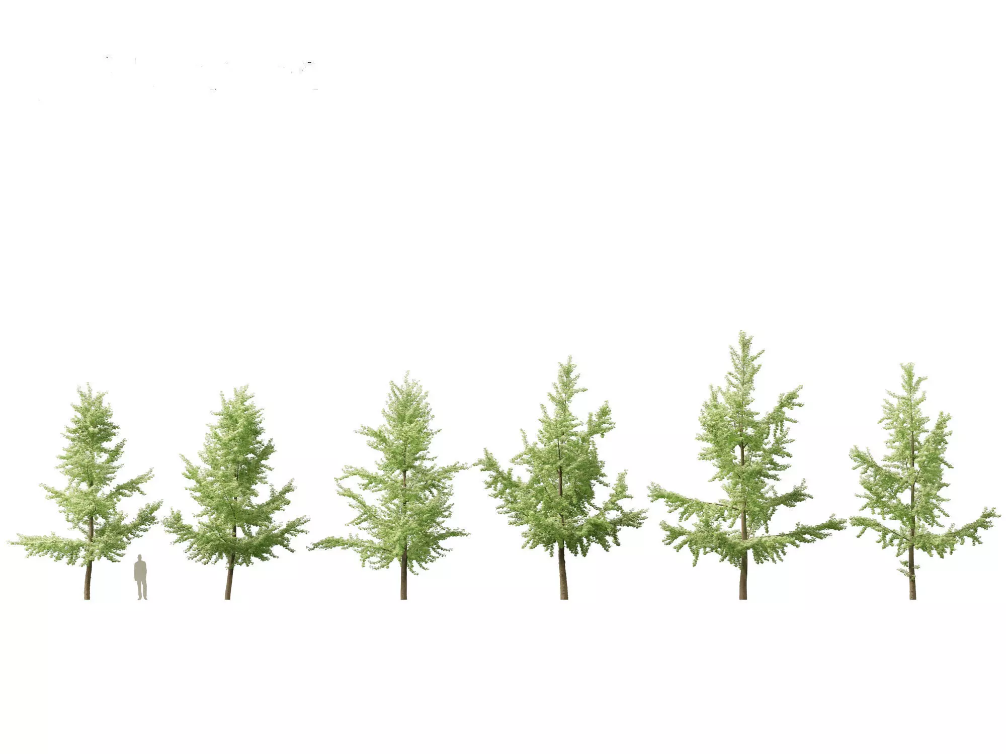 Ginkgo Biloba - Maidenhair Tree 03 3D model