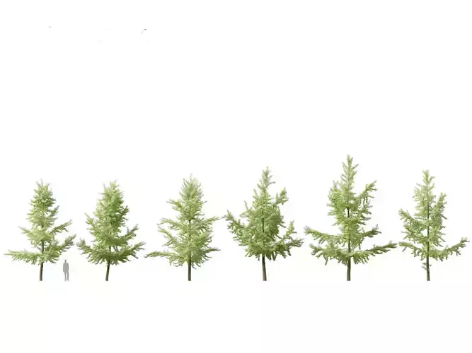 Ginkgo Biloba - Maidenhair Tree 03 3D model