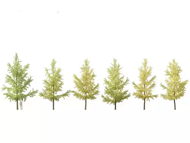 Ginkgo Biloba - Maidenhair Tree 04 3D model