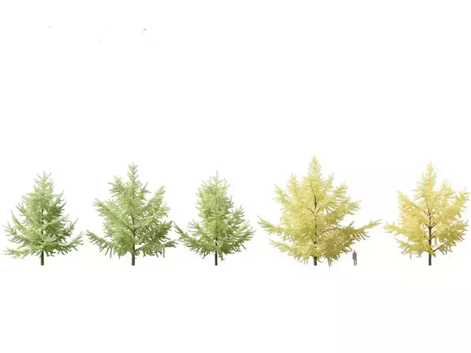 Ginkgo Biloba - Maidenhair Tree 05