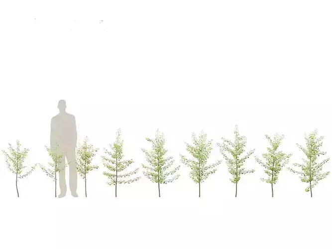 Ginkgo Biloba - Maidenhair Tree 06