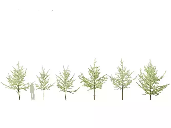 Ginkgo Biloba - Maidenhair Tree 08