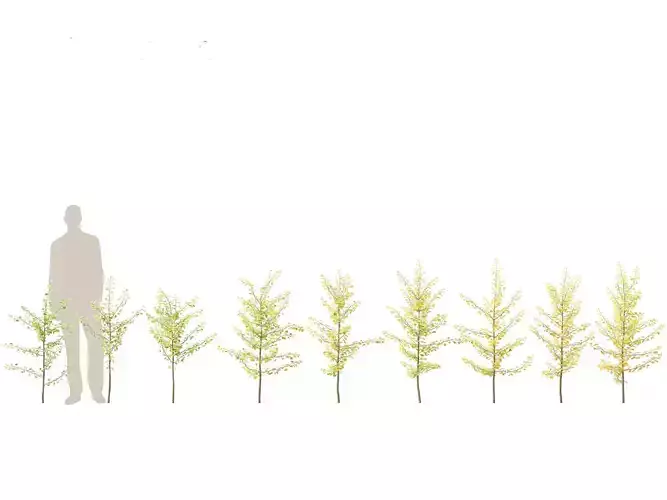 Ginkgo Biloba - Maidenhair Tree 09