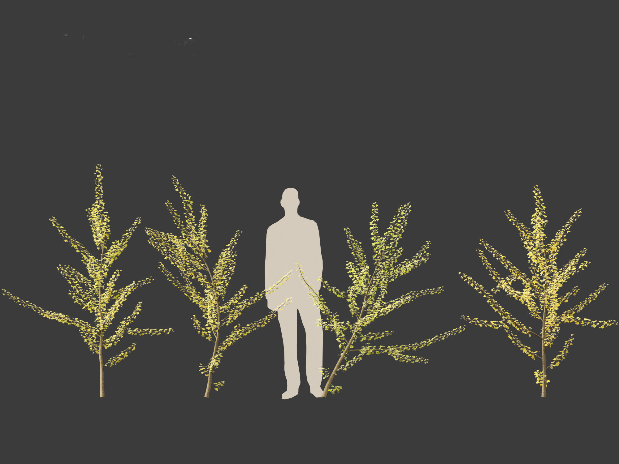 Ginkgo Biloba - Maidenhair Tree 10 3D model_5