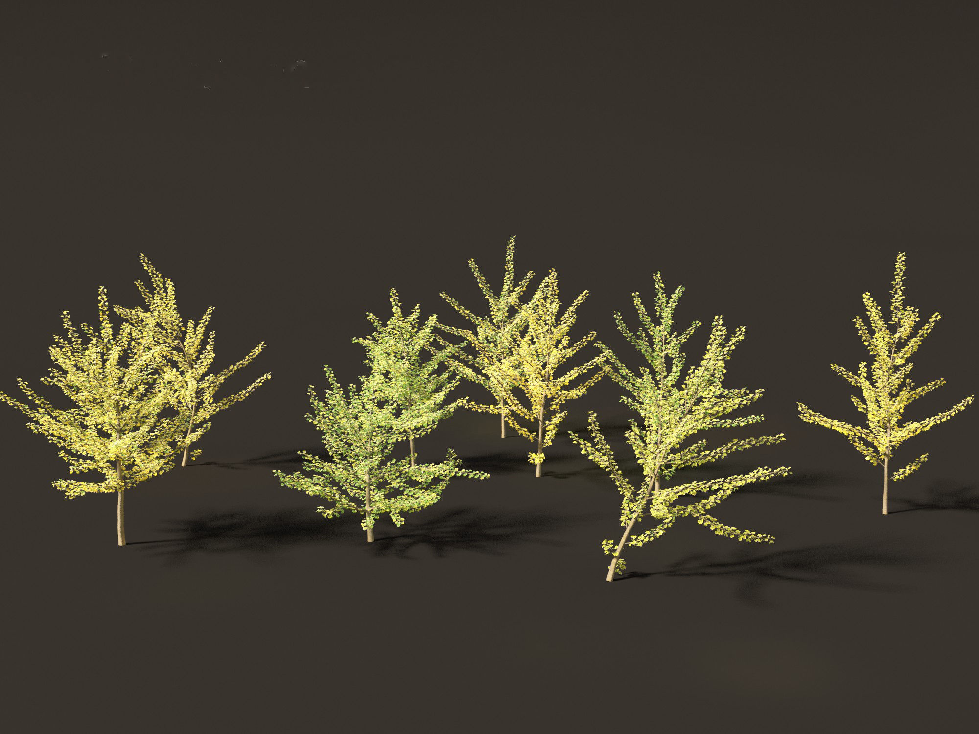 Ginkgo Biloba - Maidenhair Tree 10 3D model_6
