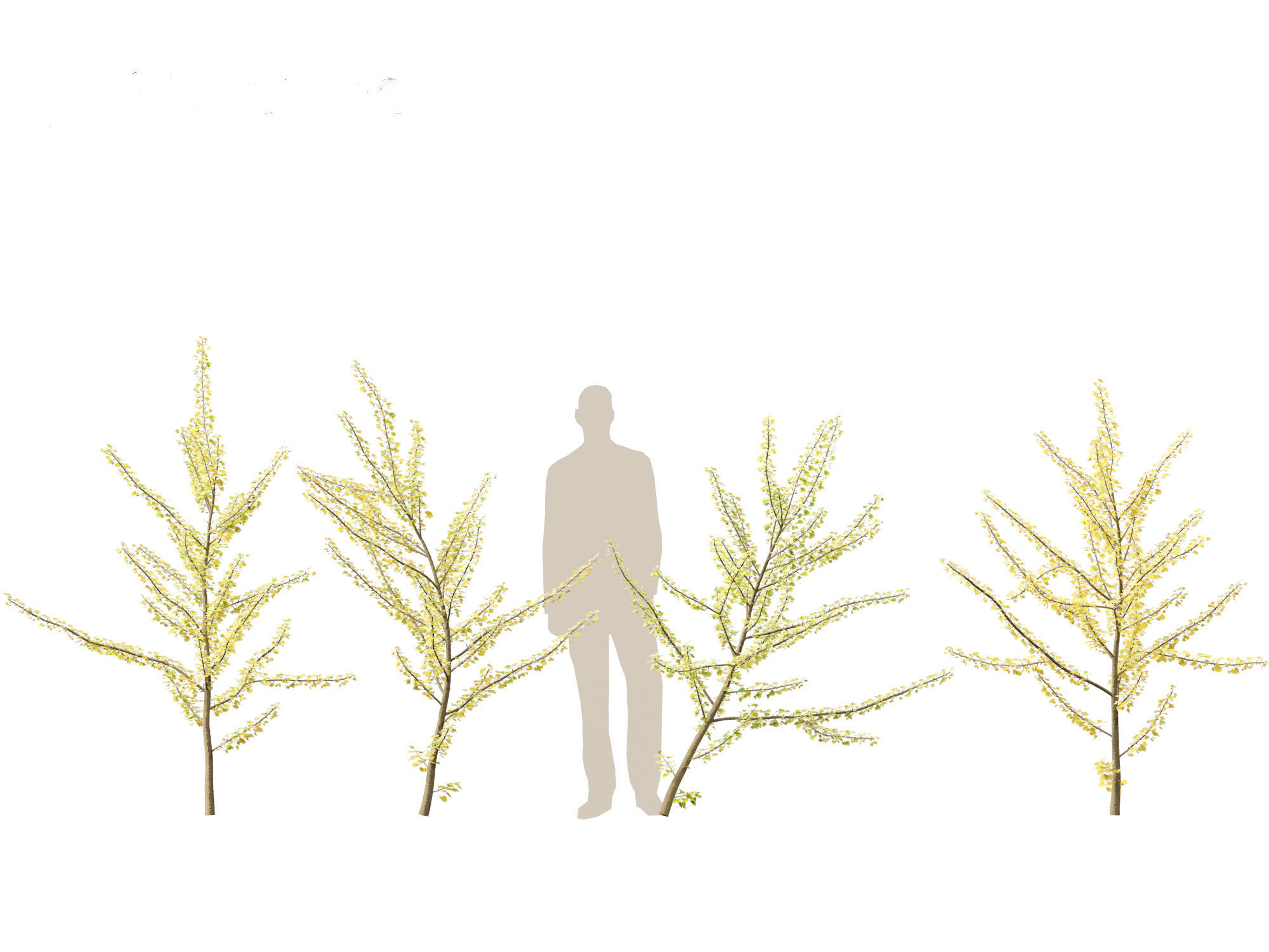 Ginkgo Biloba - Maidenhair Tree 10 3D model_4