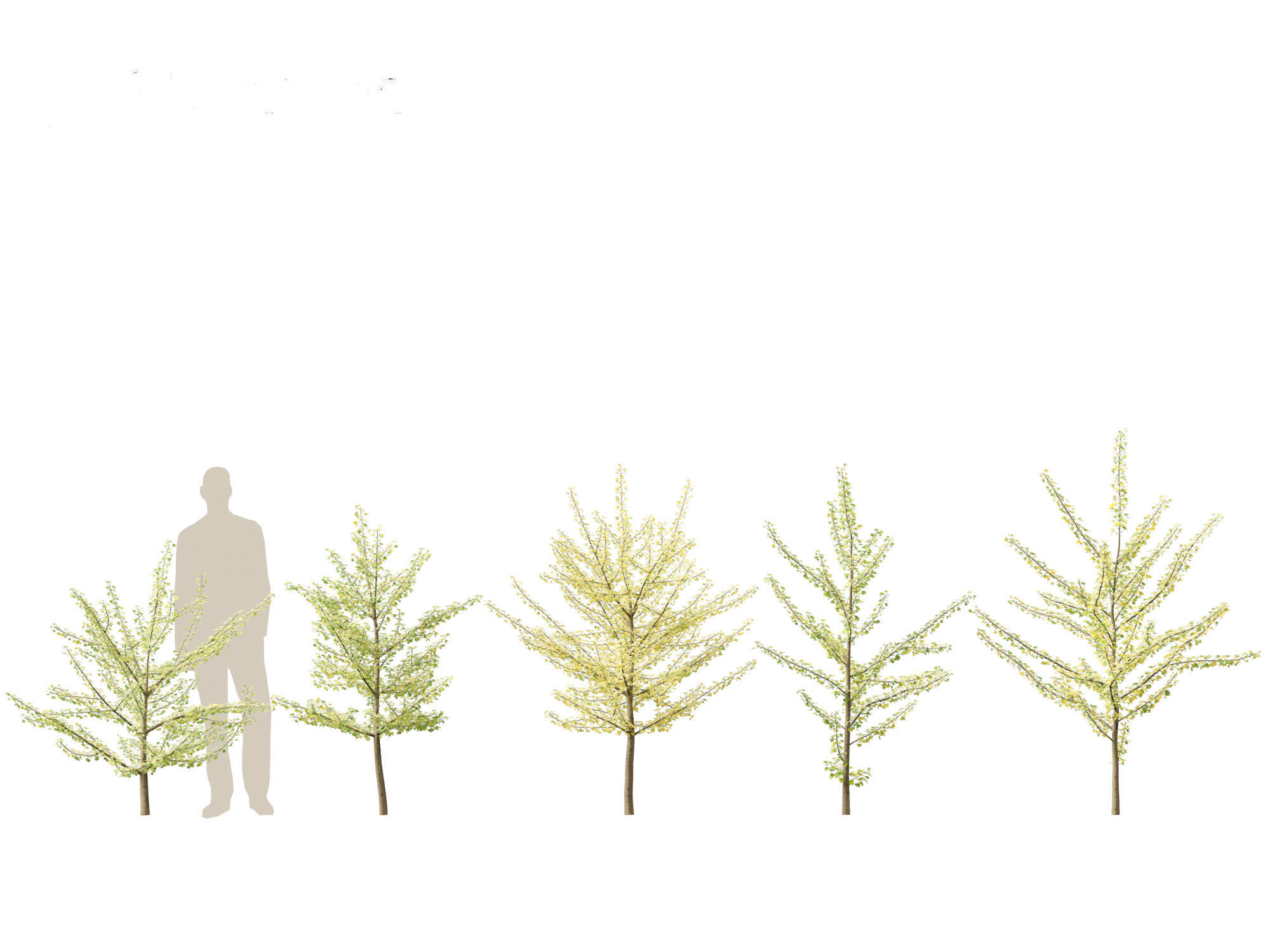 Ginkgo Biloba - Maidenhair Tree 10 3D model_2