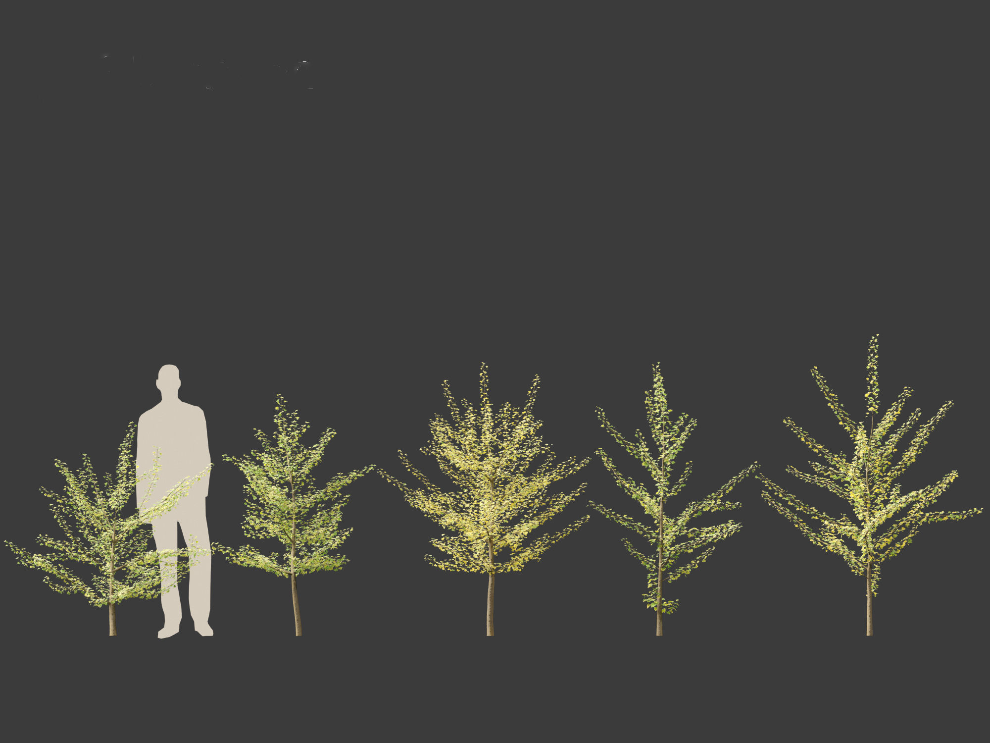 Ginkgo Biloba - Maidenhair Tree 10 3D model_3