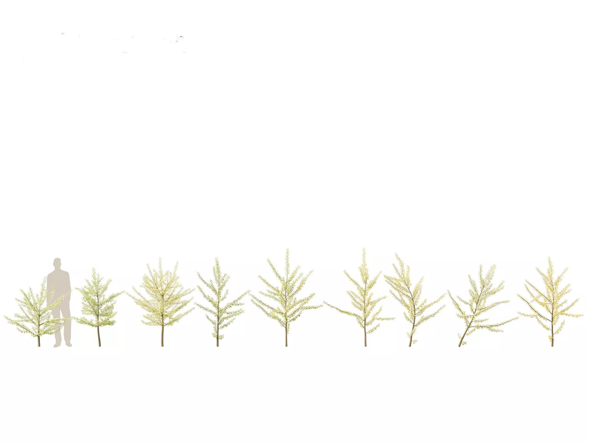 Ginkgo Biloba - Maidenhair Tree 10 3D model_0