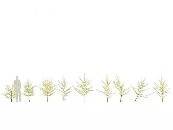 Ginkgo Biloba - Maidenhair Tree 10